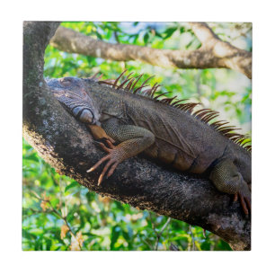 Costa Rica, Muelle - Lazy Iguana resting in a tree Ceramic Tile