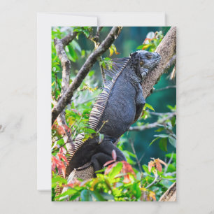 Costa Rica, Muelle - Lazy Iguana resting in a tree Invitation