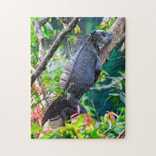 Costa Rica Muelle _ Lazy Iguana resting in a tree Jigsaw Puzzle