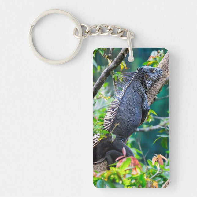 Costa Rica, Muelle - Lazy Iguana resting in a tree Keychain (Front)