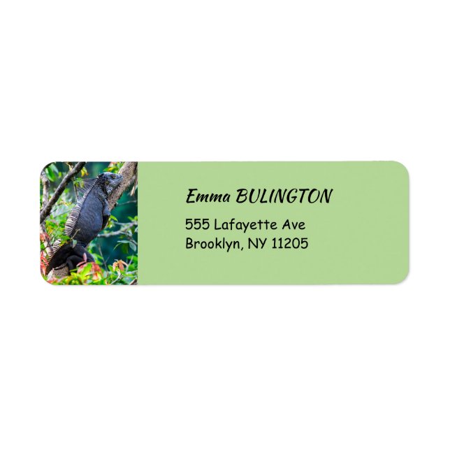 Costa Rica, Muelle - Lazy Iguana resting in a tree Label (Front)