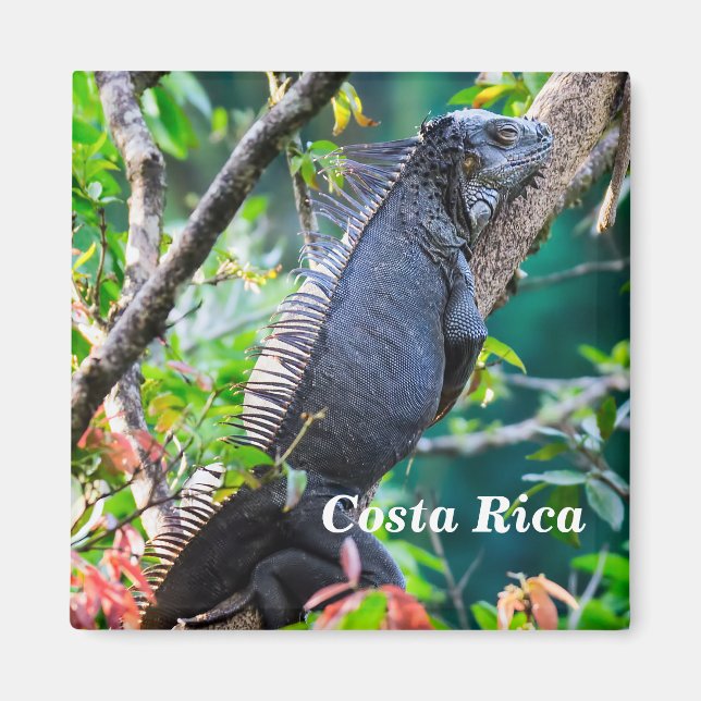 Costa Rica, Muelle - Lazy Iguana resting in a tree Magnet (Front)