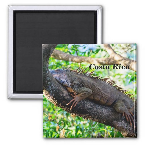Costa Rica Muelle _ Lazy Iguana resting in a tree Magnet