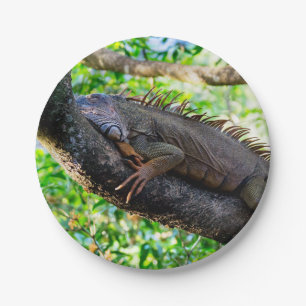 Costa Rica, Muelle - Lazy Iguana resting in a tree Paper Plates