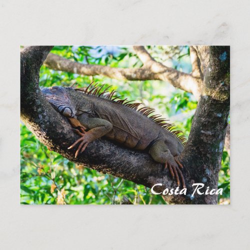 Costa Rica Muelle _ Lazy Iguana resting in a tree Postcard