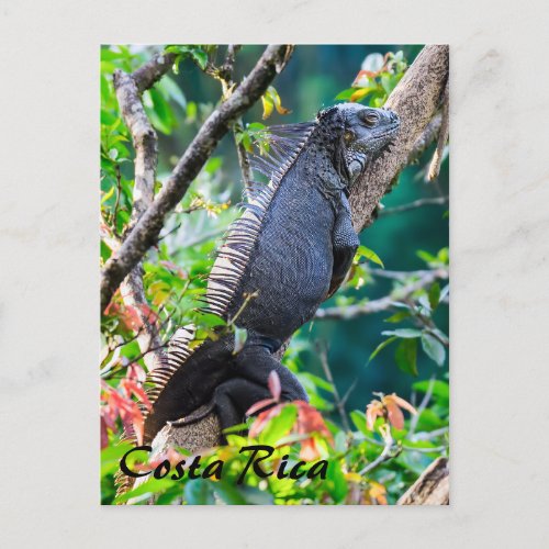 Costa Rica Muelle _ Lazy Iguana resting in a tree Postcard