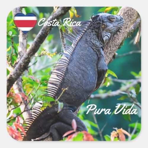 Costa Rica Muelle _ Lazy Iguana resting in a tree Square Sticker