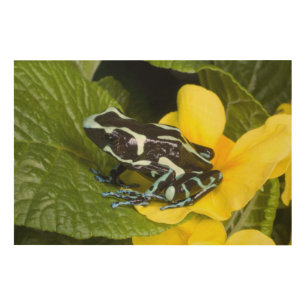 Costa Rica, Osa Peninsula Wood Wall Decor
