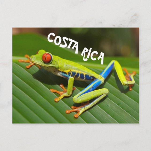 Costa Rica photo of red eyed tree frog Postcard (Front)