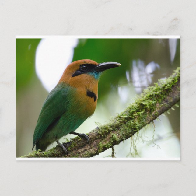 Costa Rica Postcard (Front)