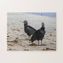 Costa Rica, Punta Cahuita - Black vultures