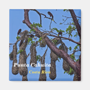 Costa Rica, Punta Cahuita - Psarocolius decumanus Magnet