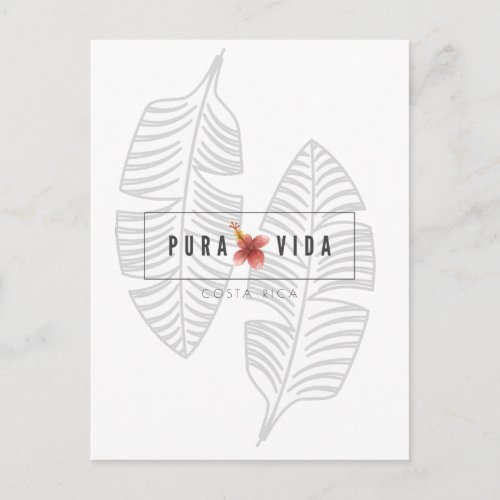Costa Rica Pura Vida Hibiscus Flower Postcard
