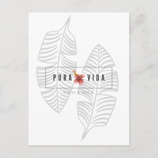 Costa Rica Pura Vida Hibiscus Flower Postcard (Front)