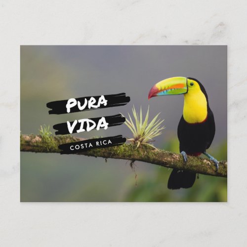 Costa Rica Pura Vida Toucan Photo Postcard