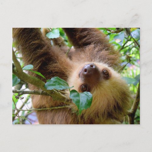 Costa Rica Rainforest Sloth Postcard