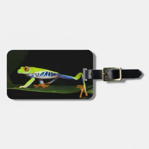 Costa Rica Red_eyed Tree Frog Agalychnis Luggage Tag