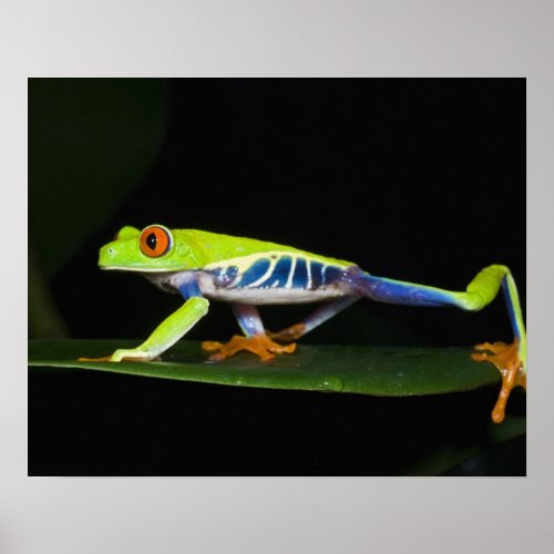 Costa Rica Red_eyed Tree Frog Agalychnis Poster