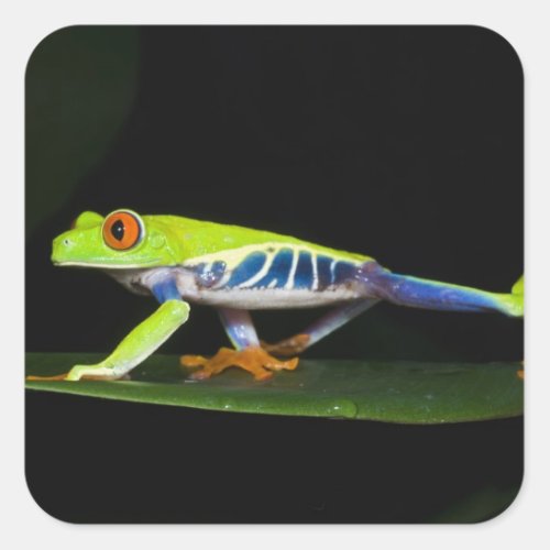Costa Rica Red_eyed Tree Frog Agalychnis Square Sticker