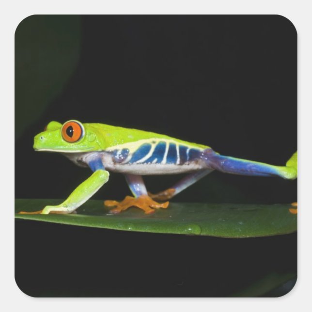 Costa Rica, Red-eyed Tree Frog (Agalychnis Square Sticker (Front)