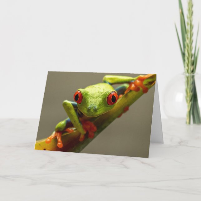 Costa Rica Red-Eyed Tree Frog Looking at You Card (Front)