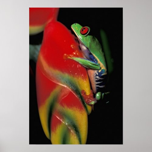 Costa Rica Red Eyed Tree Frog Poster