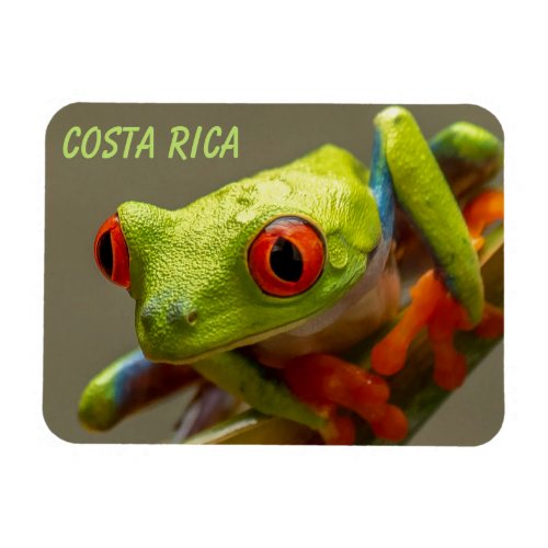 Costa Rica Red_Eyed Tree Frog Ready to Hop Magnet