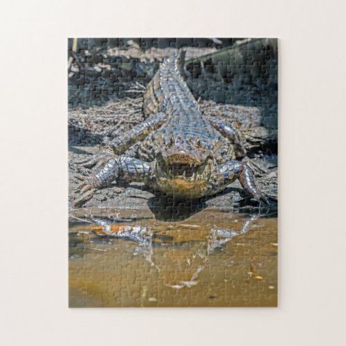 Costa Rica Tortuguero _ Aggressive crocodile Jigsaw Puzzle