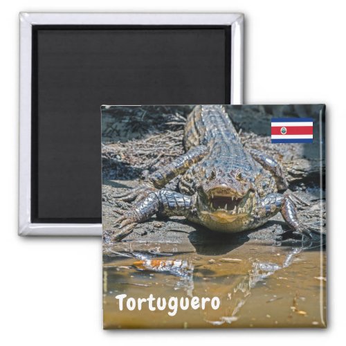 Costa Rica Tortuguero _ Aggressive crocodile Magnet