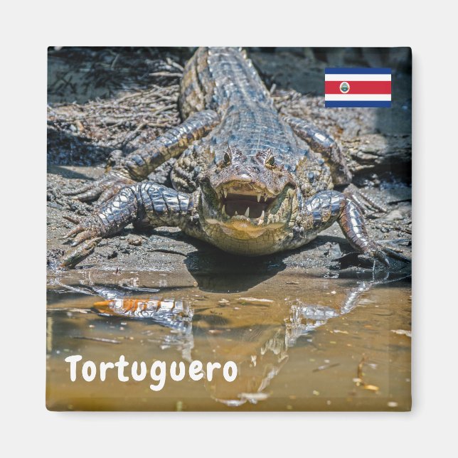 Costa Rica, Tortuguero - Aggressive crocodile Magnet (Front)