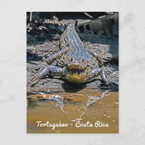 Costa Rica Tortuguero _ Aggressive crocodile Postcard