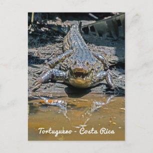 Costa Rica, Tortuguero - Aggressive crocodile Postcard