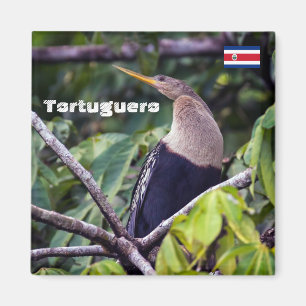 Costa Rica, Tortuguero - Anhinga Magnet