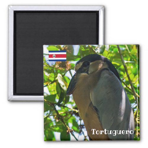 Costa Rica Tortuguero _  Boat_billed Heron Magnet
