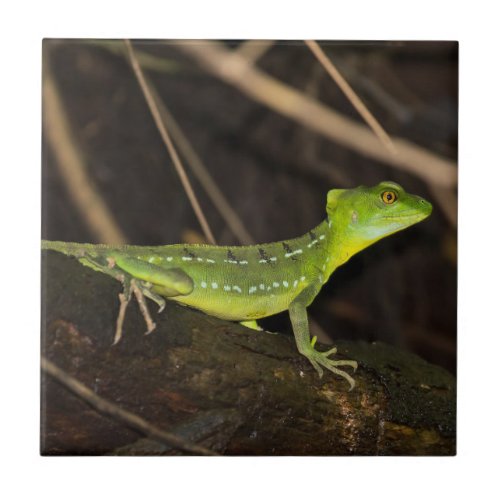 Costa Rica Tortuguero _ Emerald Basilisk Lizard Ceramic Tile