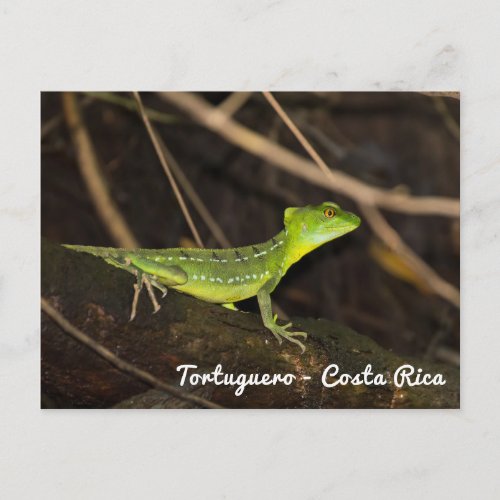 Costa Rica Tortuguero _ Emerald Basilisk Lizard Postcard
