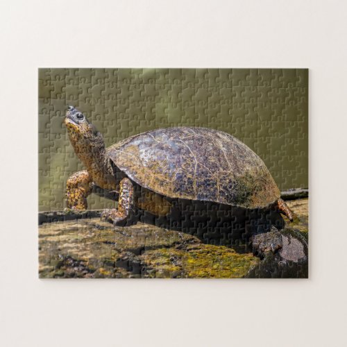 Costa Rica Tortuguero _ River Turtle Jigsaw Puzzle