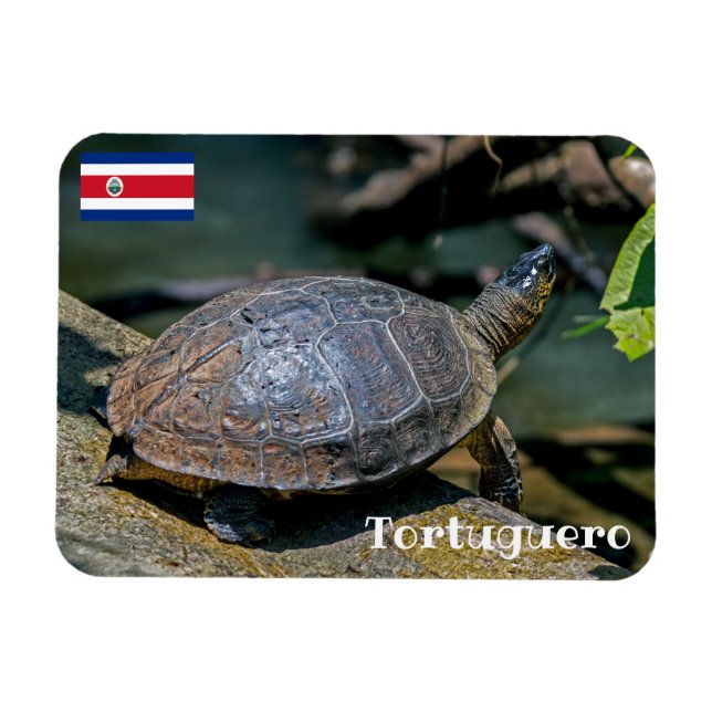 Costa Rica, Tortuguero - River Turtle Magnet (Horizontal)