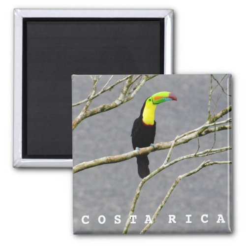 Costa Rica Toucan Souvenir Magnet
