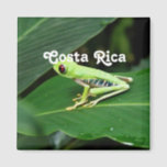 Costa Rica Tree Frog Magnet