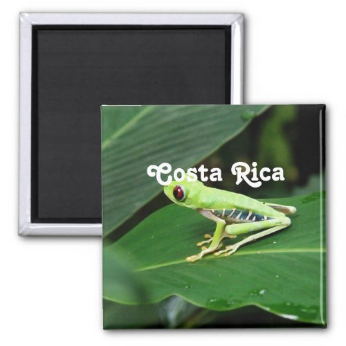 Costa Rica Tree Frog Magnet