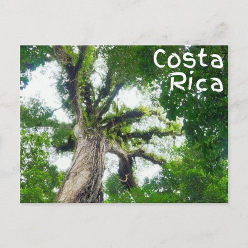 Costa Rica Tree Photography Postcard