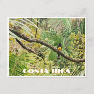 Costa Rica Tropical Jungle Bird on Branch Postcard