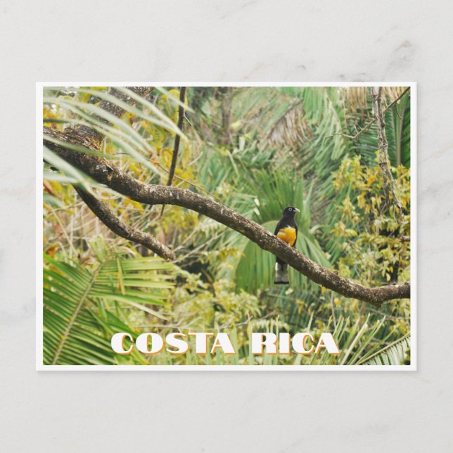 Costa Rica Tropical Jungle Bird on Branch Postcard (Front)