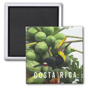 Costa Rica Tropical Toucan Souvenir Magnet