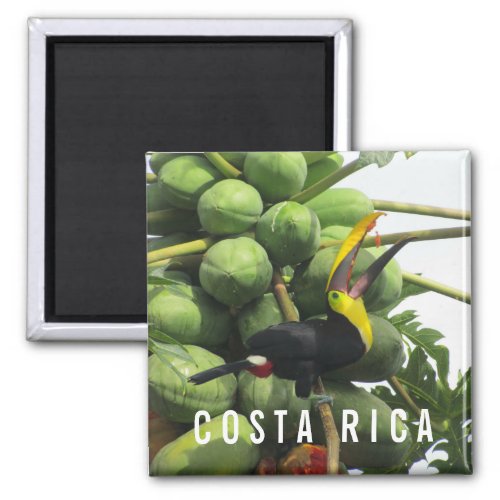 Costa Rica Tropical Toucan Souvenir Magnet