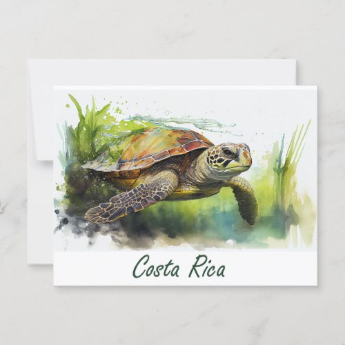 Costa Rica Turtle Postcard