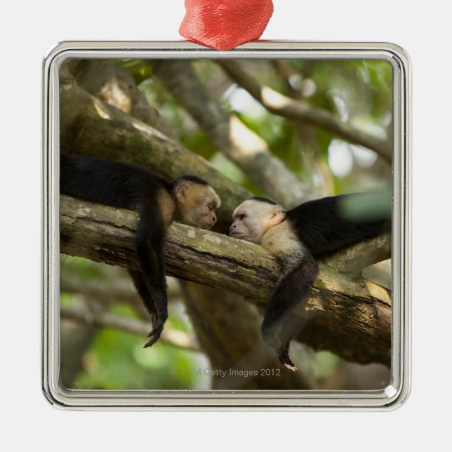 Costa Rica, Two monkeys resting on tree, lying Metal Ornament (Front)
