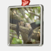 Costa Rica, Two monkeys resting on tree, lying Metal Ornament (Left)