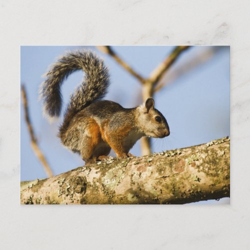 Costa Rica Variegated squirrel Sciurus Postcard